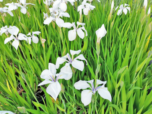 Iris laevigata Alba - weiße Sumpfschwertlilie